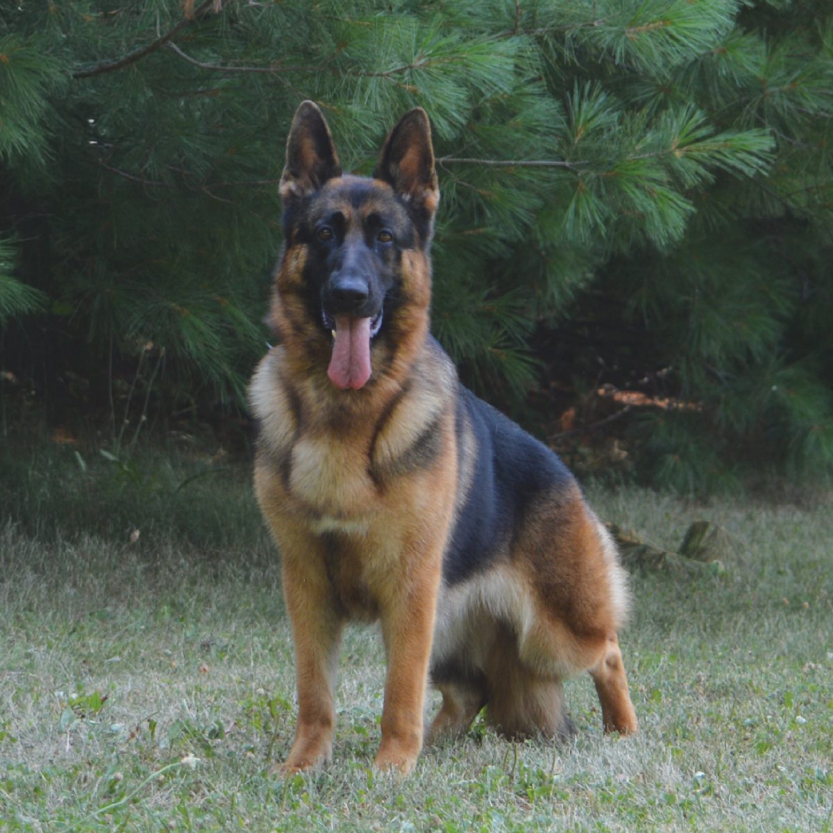 GCHG CH Kaleef's Sassicaia