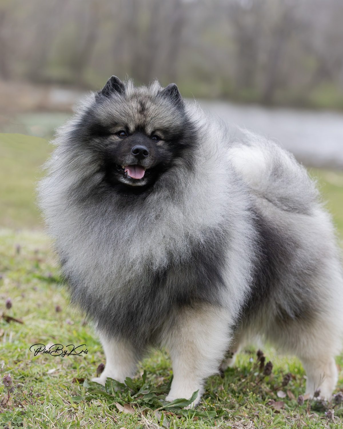 GCHG CH Windrift's Dirty Hairy