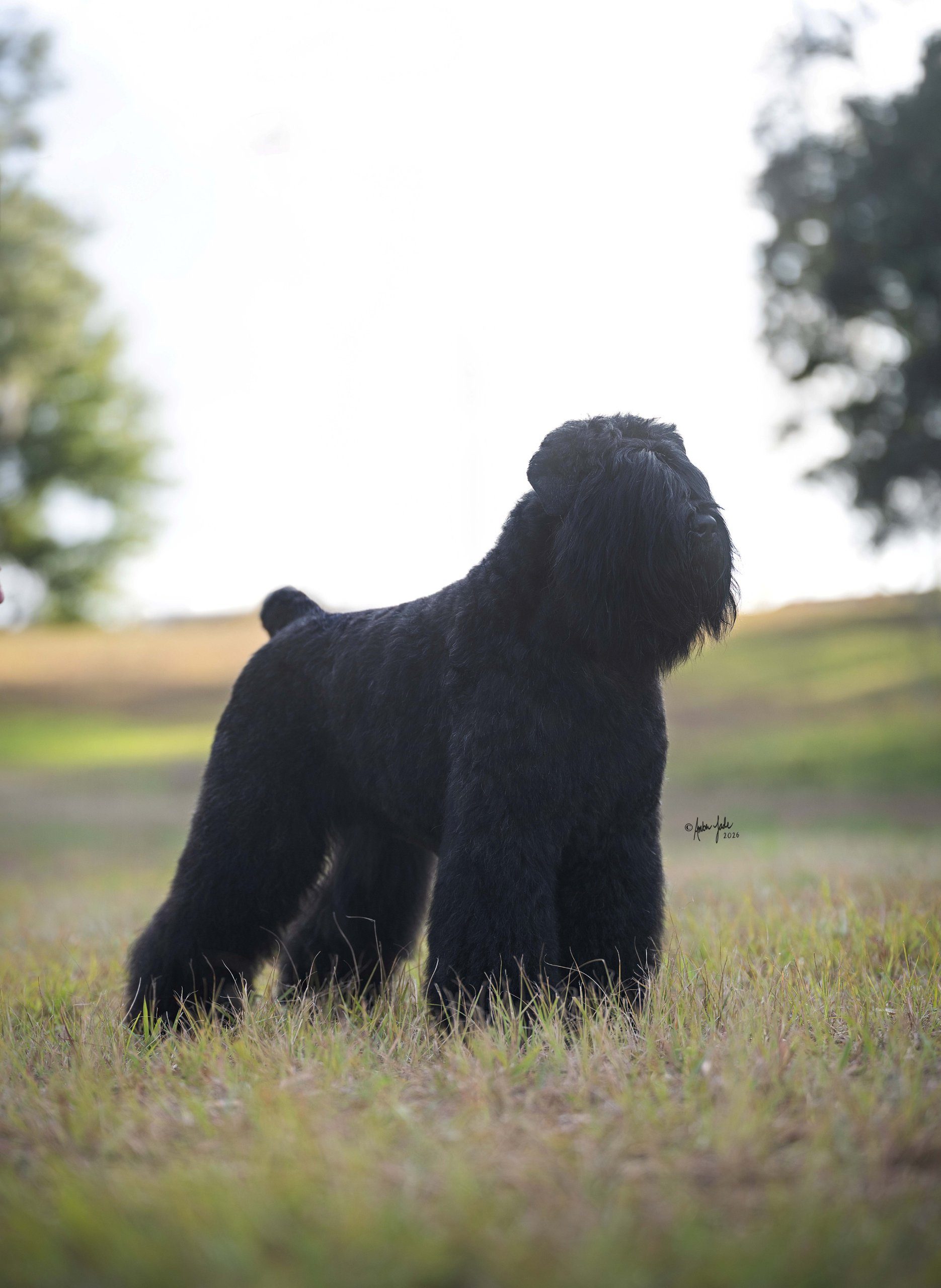 GCHG CH Midnight Rider's Loup Garou CGCU TKN ATT