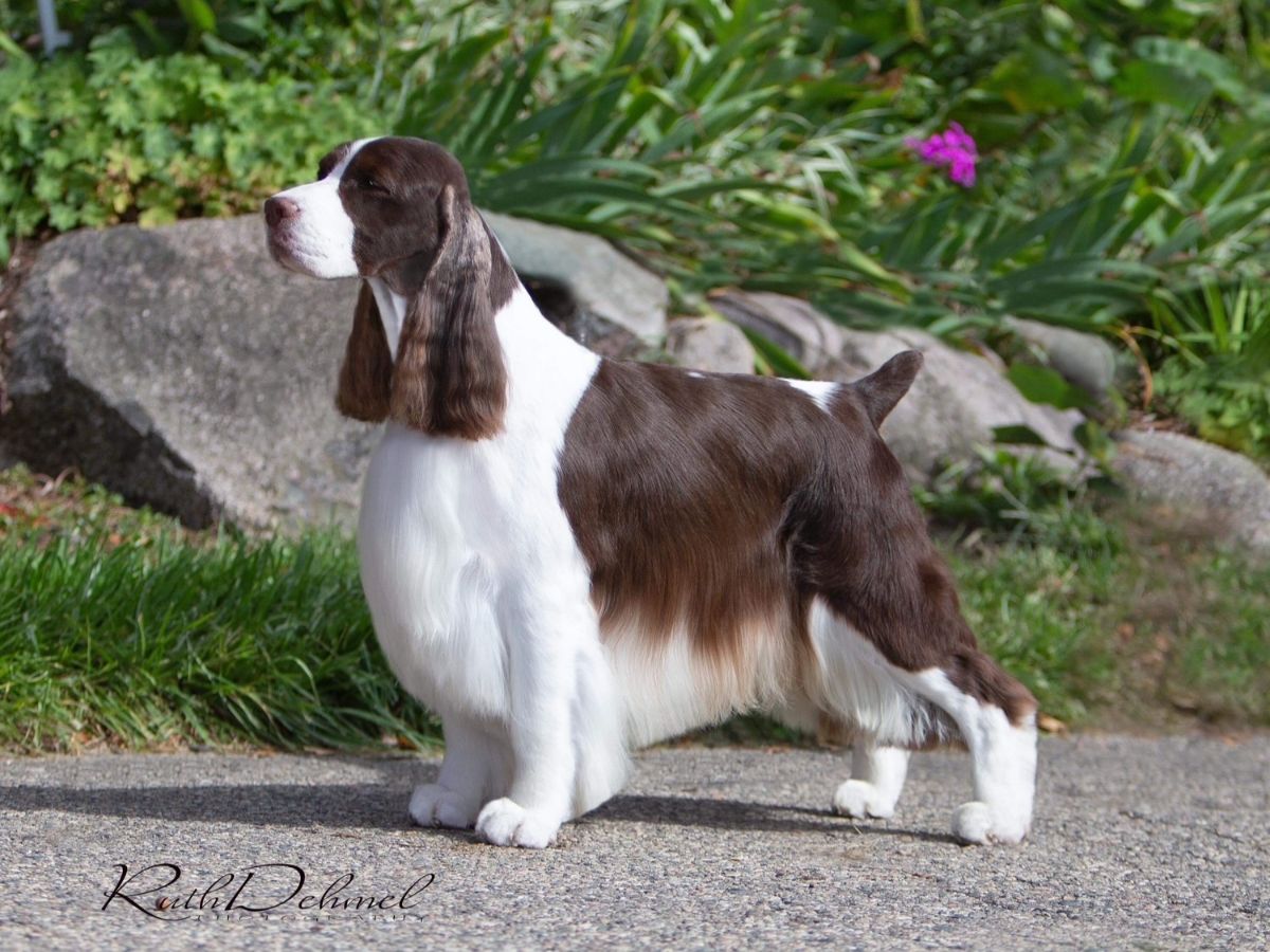 Springer Spaniel