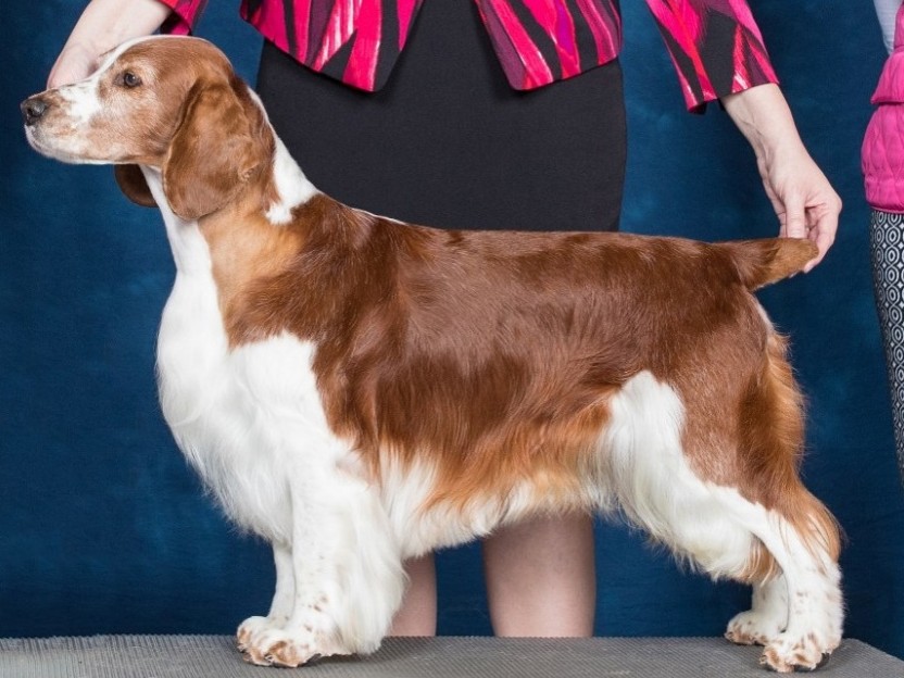 Welsh Springer Spaniel