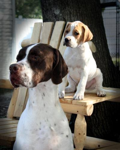 Pointer