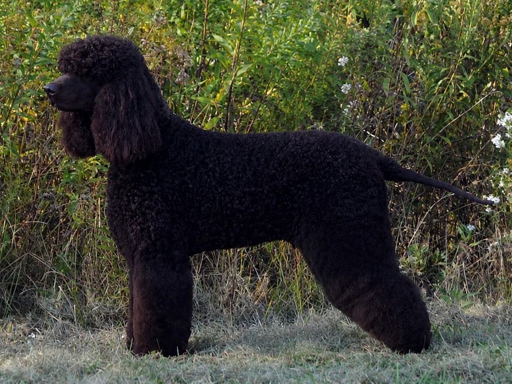 Irish Water Spaniel