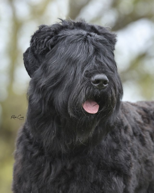 Black Russian Terrier head photo
