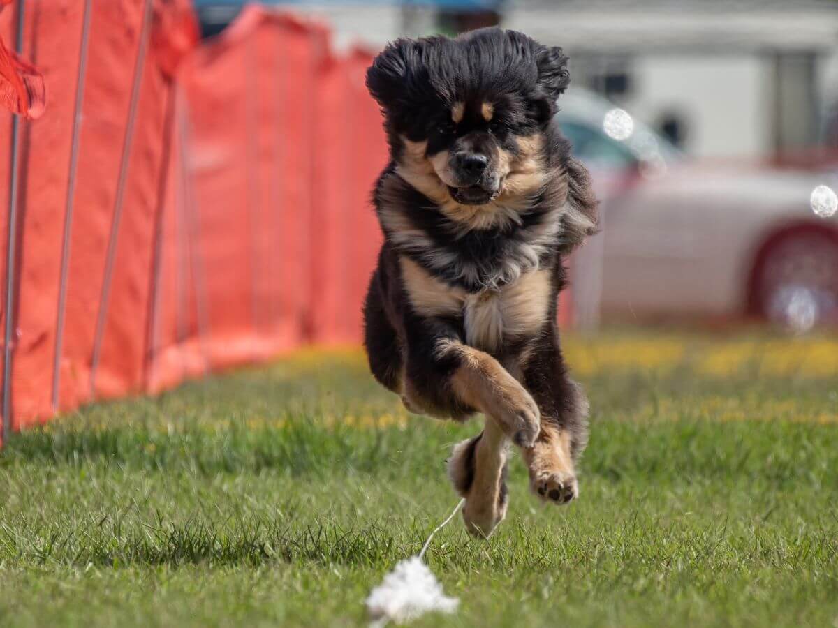 Tibetan Mastiff dog is running in a field.
