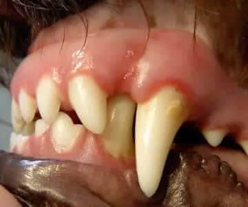 Lingually displaced mandibular canine teeth are just one example of a canine anomaly that may or may not be referenced in the Standard. While many Standards describe “bite” or require full dentition, many do not address this potentially serious condition. (thepetdentist photo)