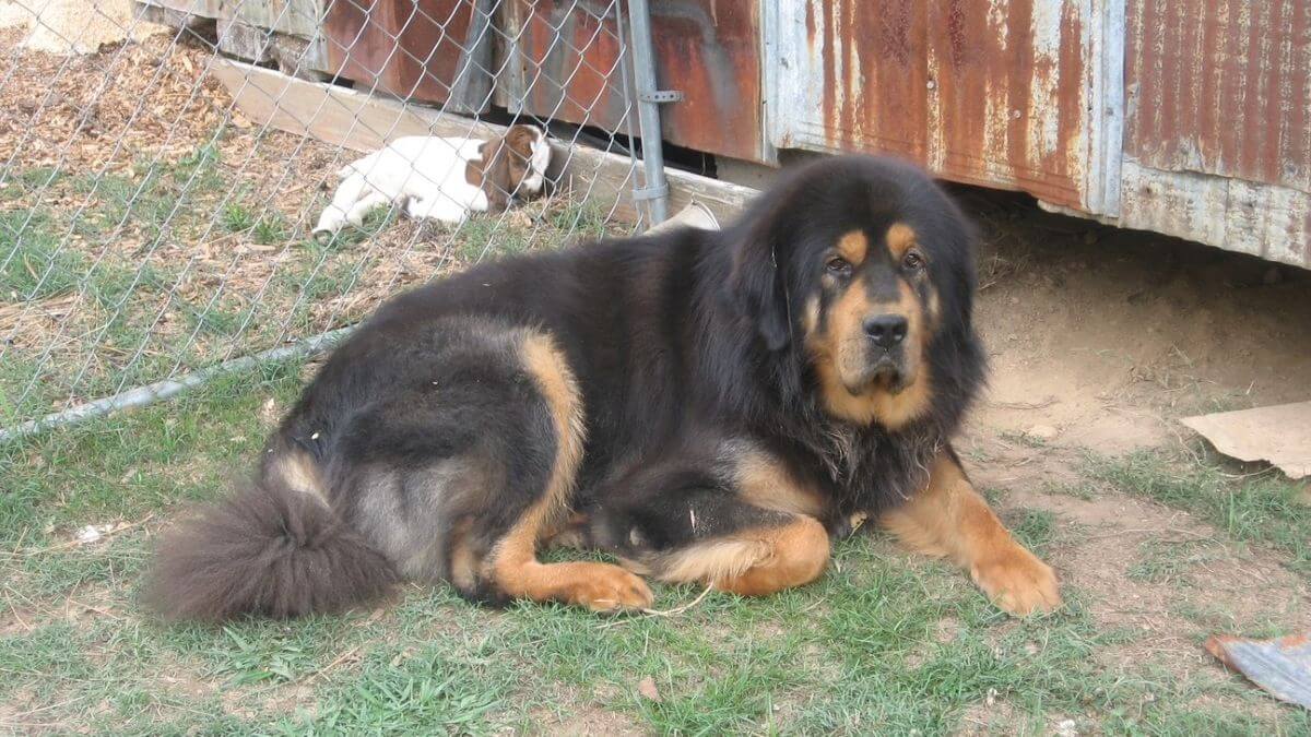 A large Tibetan Mastiff dog is laying on the grass.