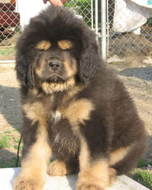 Tibetan Mastiff puppy