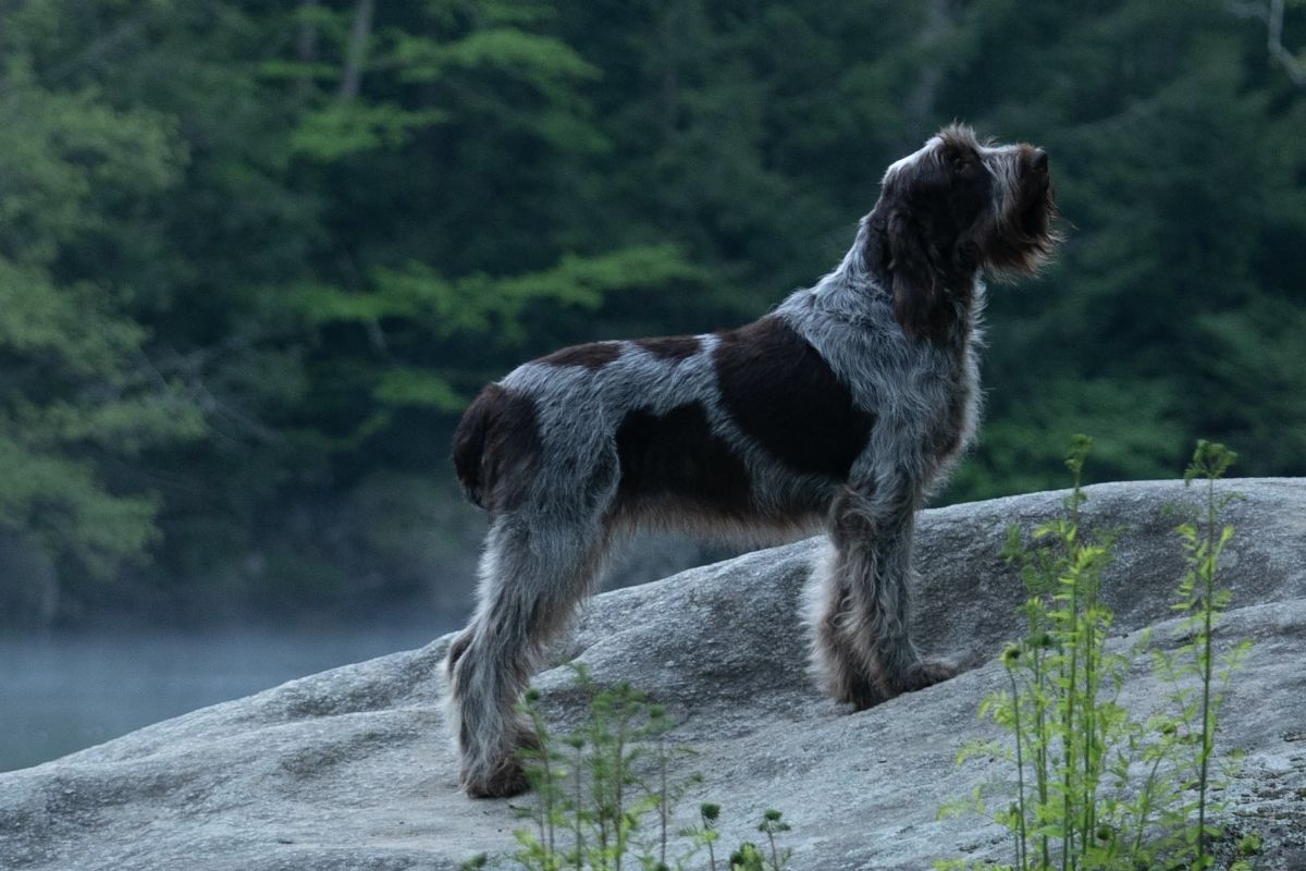 Spinone Italiano