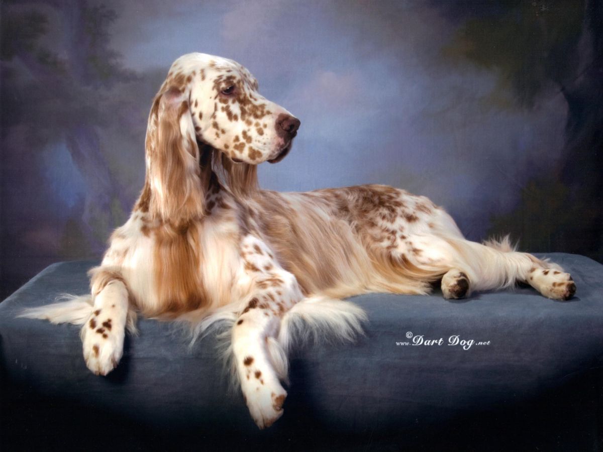 English Setter