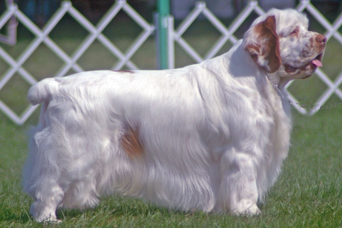 Clumber Spaniel