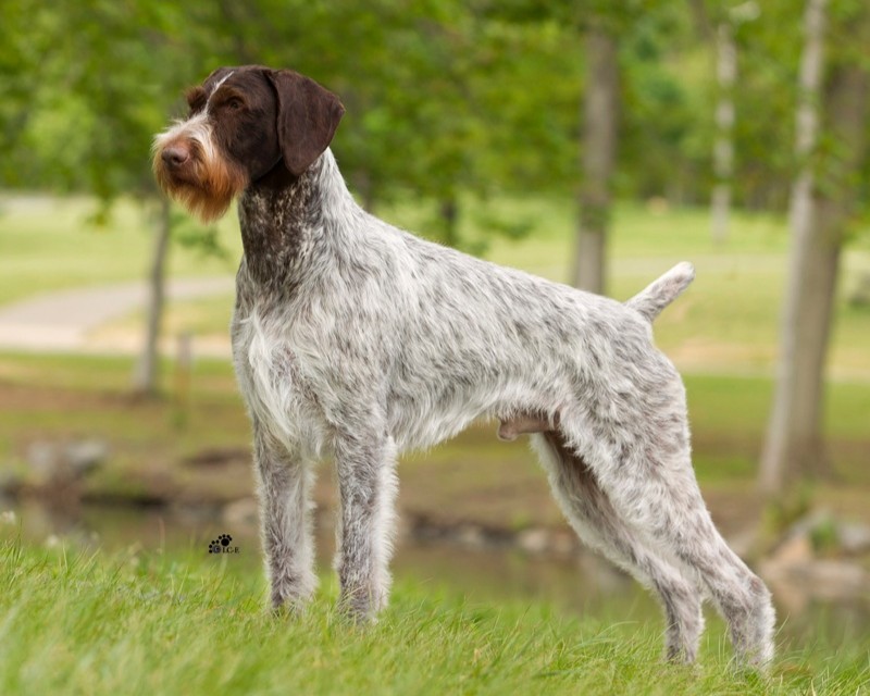 German Wirehaired Pointer