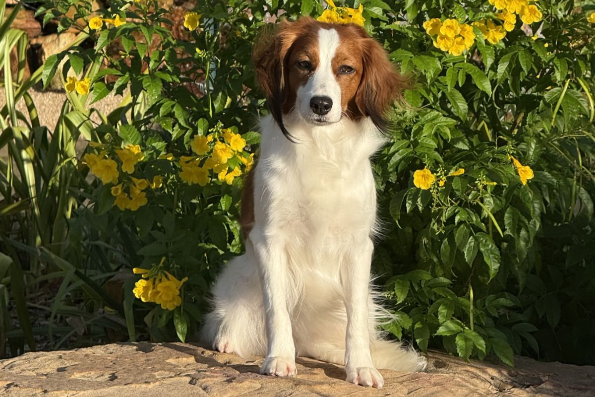 Nederlandse Kooikerhondje