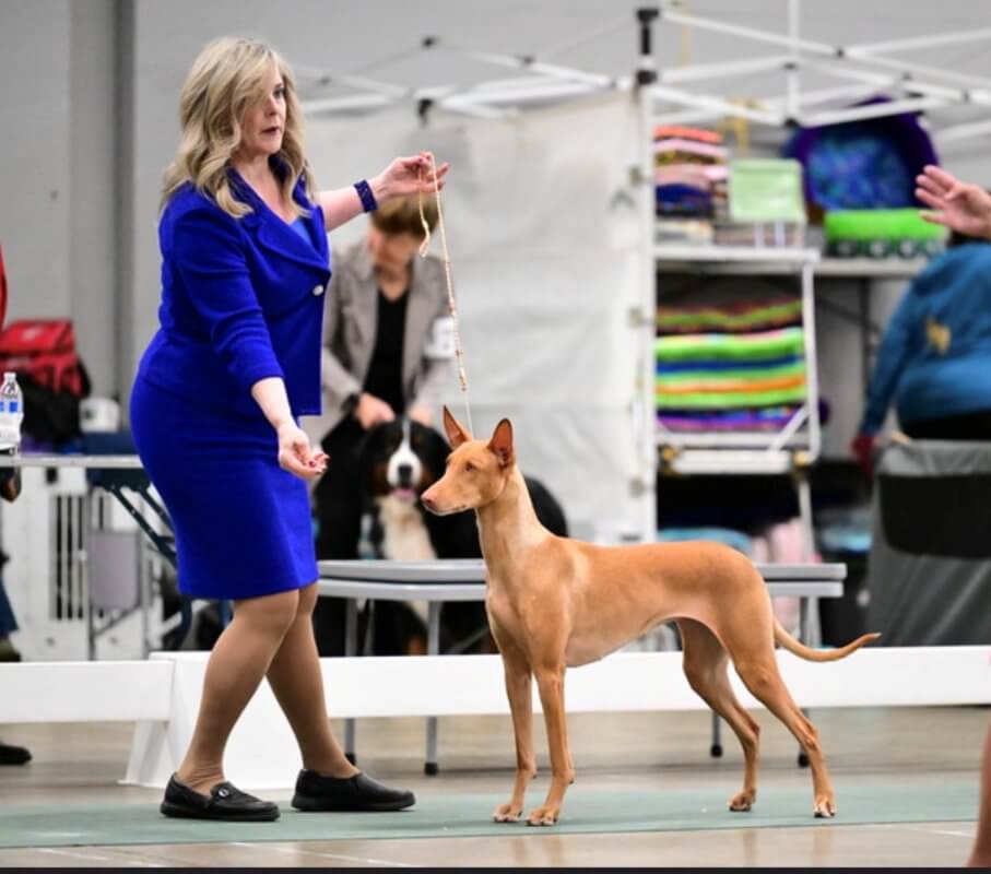 Meet the Owner Handler: Heather Bakko