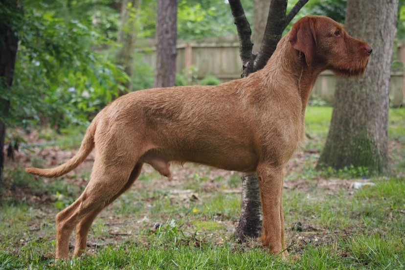 Wirehaired Vizsla