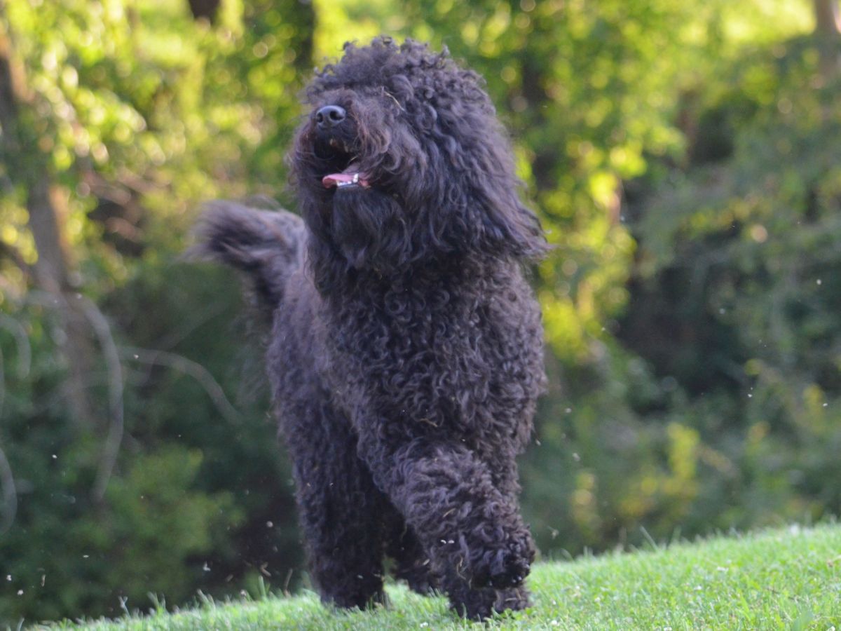 Barbet