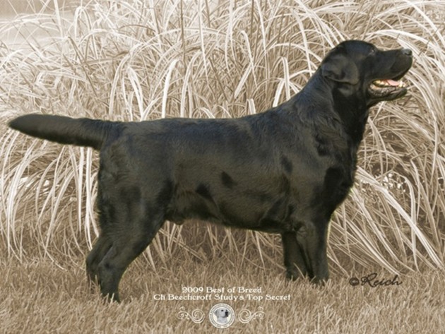 Labrador Retriever