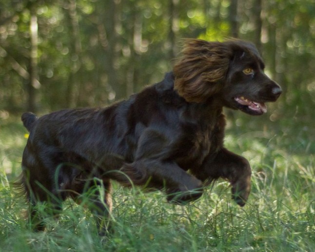Boykin Spaniel
