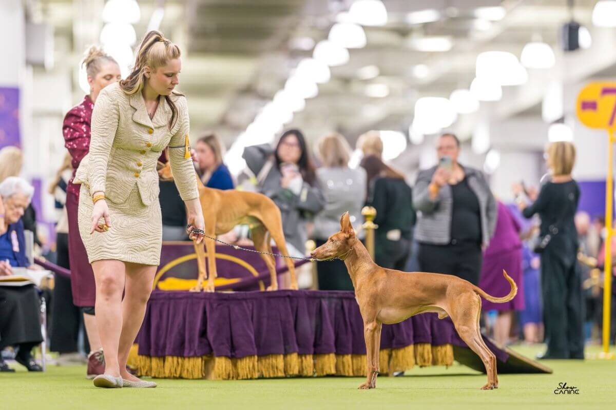 Meet the Owner Handler: Adrianna Melody Vozza
