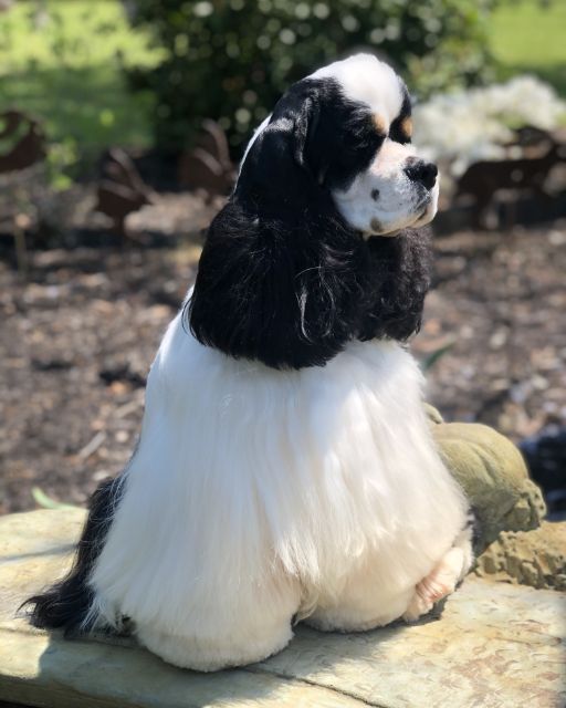 Cocker Spaniel