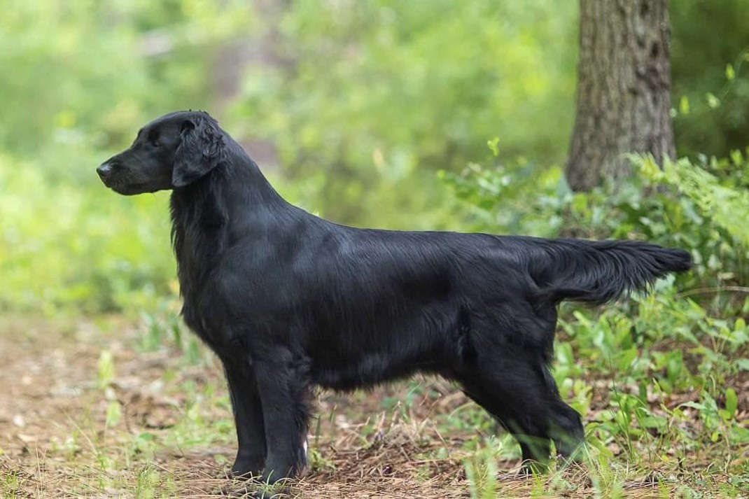 Flat-Coated Retriever