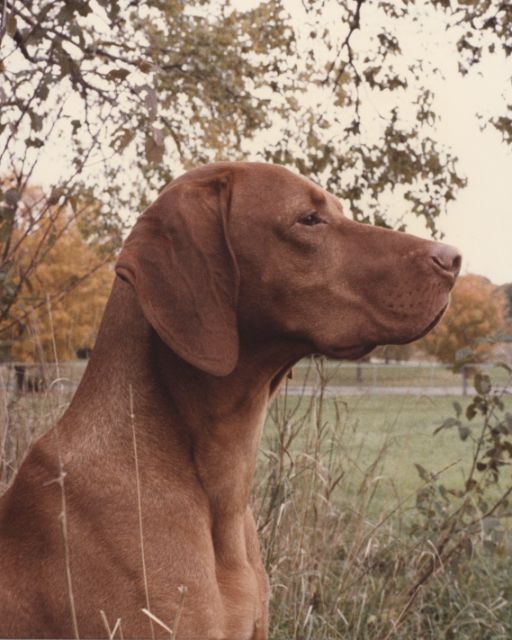 Vizsla