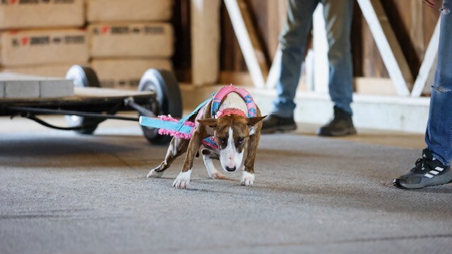 Work Hard, Pull Heavy, Have Fun!
