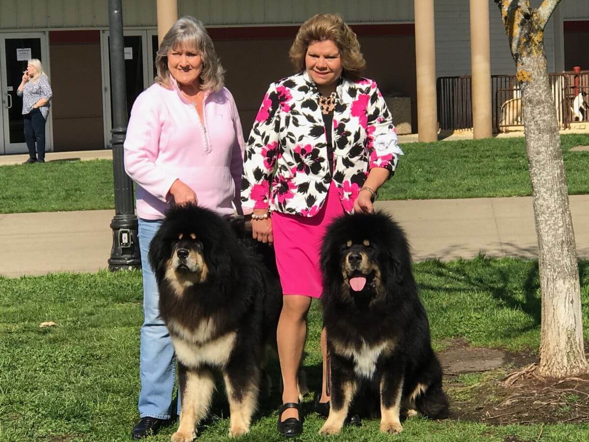 Two women (right: Audrey Lee) standing next to each other with two large Tibetan Mastiff dogs.