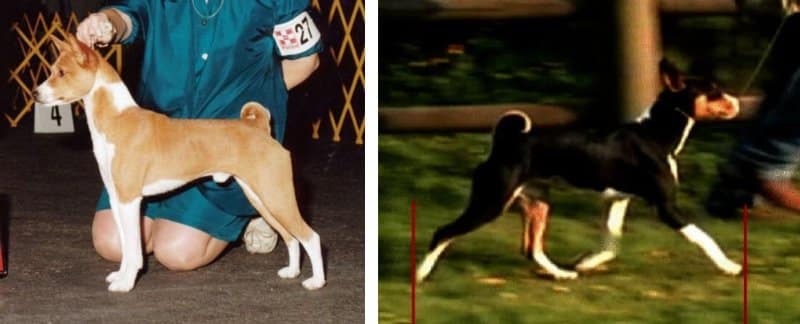 Judging the Basenji