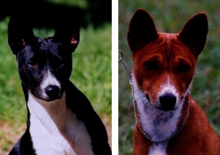 2 photos combined - basenji head photos