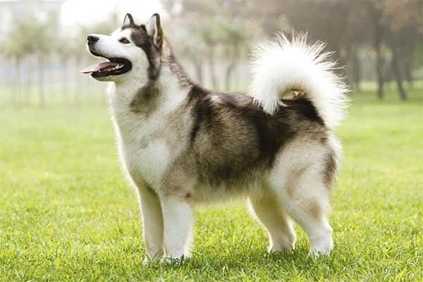 Alaskan Malamute: Coat & Undercoat, Colors & Markings