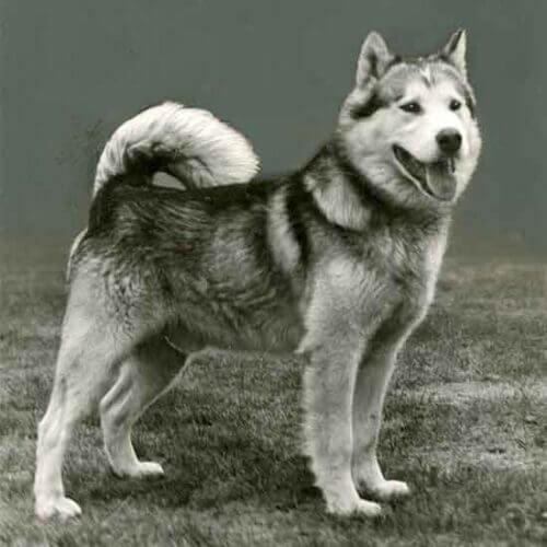 Alaskan Malamute: Origins