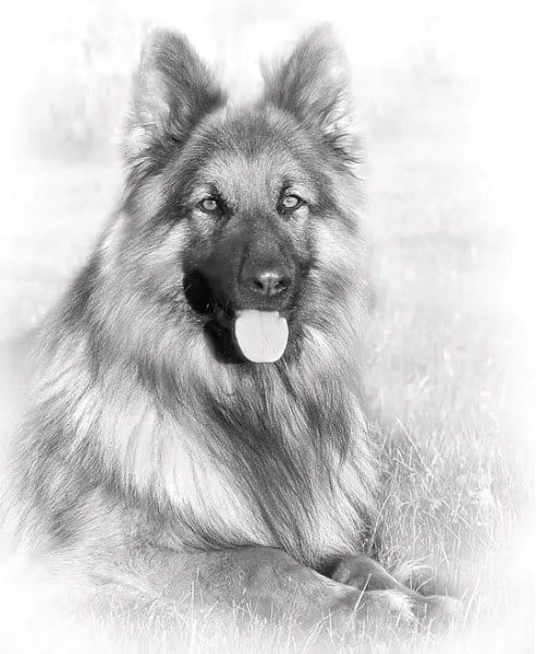 Black and White photo of a German Shepherd Dog