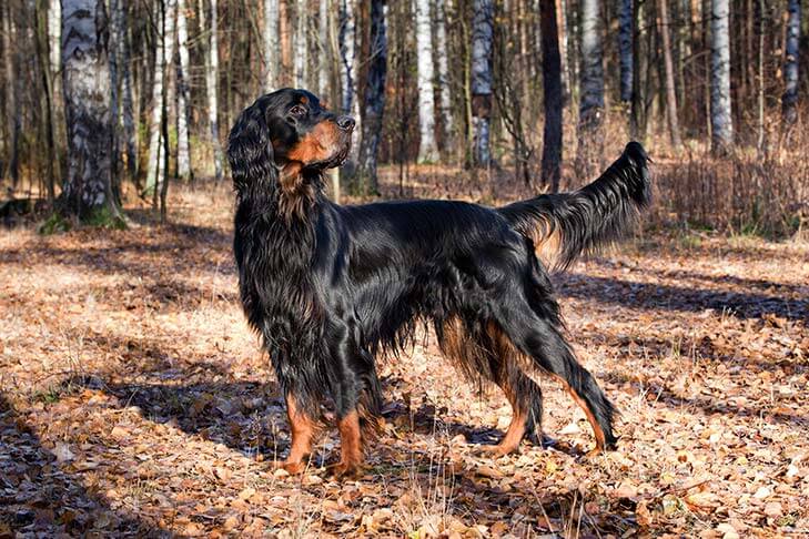Gordon Setter Gordon Setter dog outside in the woods