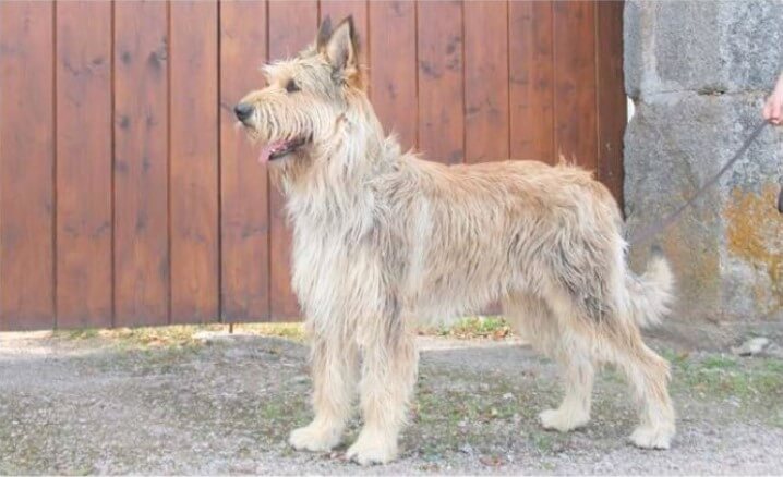 Berger Picard in the Herding Group