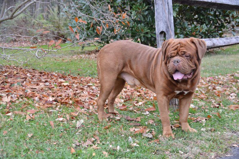 Dogue de Bordeaux standing outside