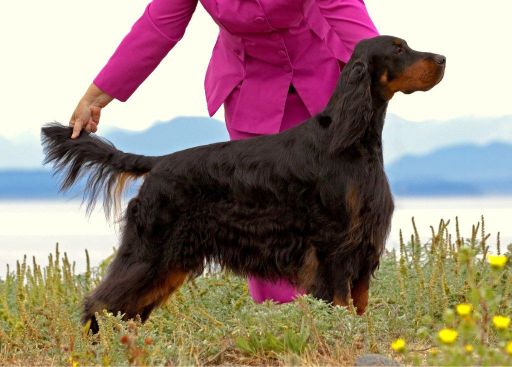 Gordon Setter Gordon Setter dog side photo