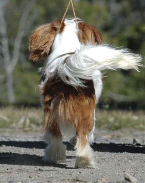 Cavalier King Charles Spaniel back photo showcasing its tail