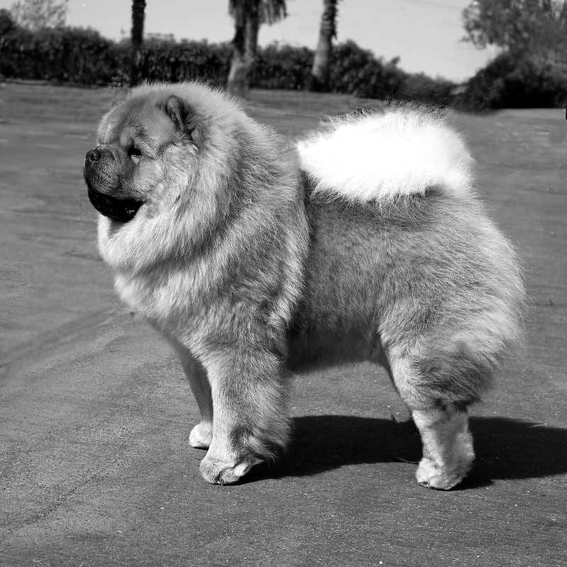 Chow Chow Rough Coat AKC Champion dog
