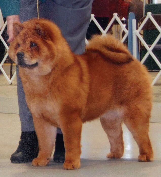 Chow Chow Dog Rough Coat Female Dog