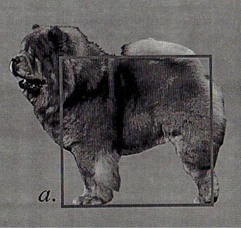 Chow Chow How to Judge the Chow Chow Dog Breed - Illustration showing the dog as squared in structure