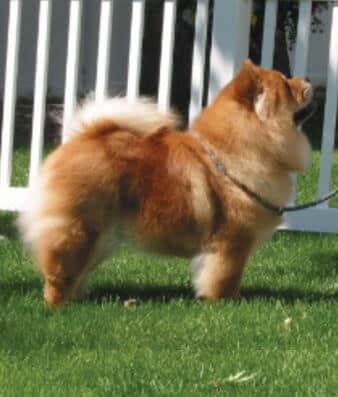 Chow Chow Chow Chow Dog side photo - How to Judge the Chow Chow Dog Breed