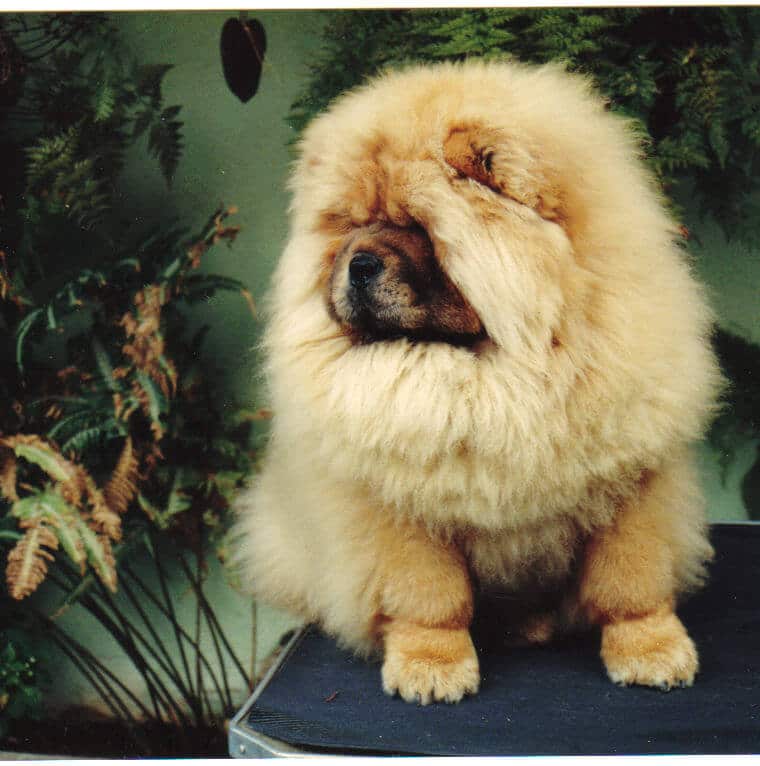 Chow Chow Rough coat UK Champion male Chow Chow dog