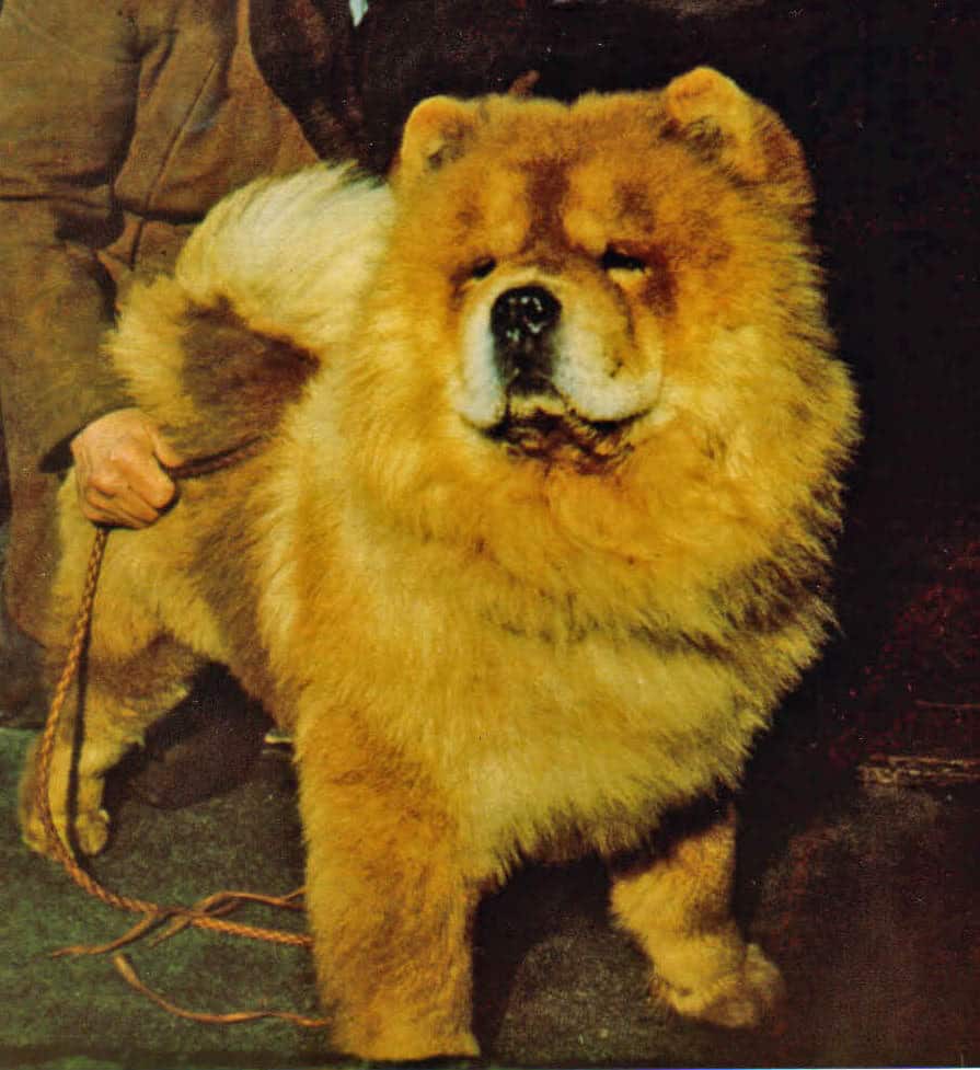 Chow Chow Rough coat UK Champion male Chow Chow dog