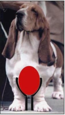 Judging the Basset: The Field-Ring Connection