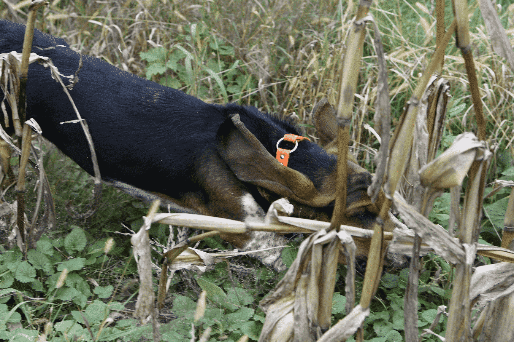 Judging the Basset: The Field-Ring Connection
