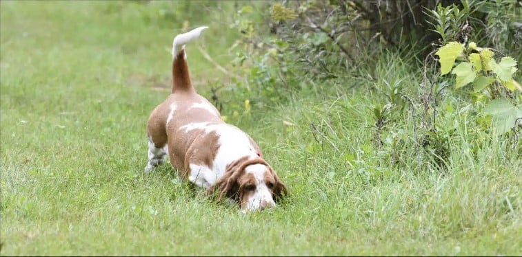 Lightning (MBISS GCHS DC Rivercity Beachside Lightning McQueen, CD, BN, RA, CA, MHE, VCX) in the field.