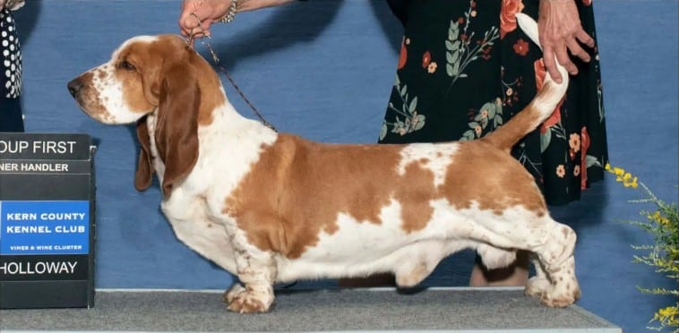 Basset Hound Breed Judging: Lightning (MBISS GCHS DC Rivercity Beachside Lightning McQueen, CD, BN, RA, CA, MHE, VCX) in the ring.