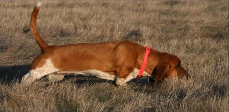 Basset Hound in the field