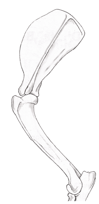 Figure 3. Landmarks of the Fore Assembly